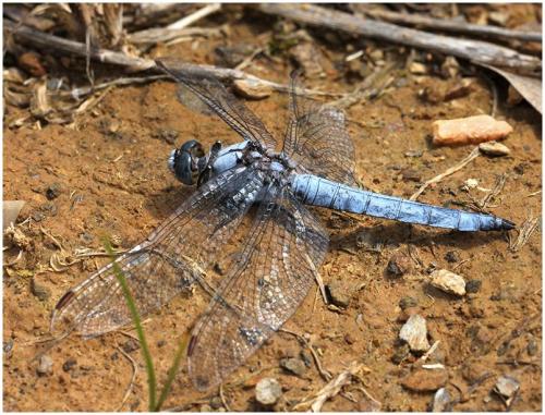 Orthetrum brunneum