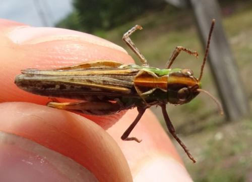 Myrmeleotettix maculatus maculatus