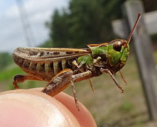 Myrmeleotettix maculatus maculatus