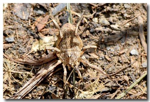 Odiellus troguloides
