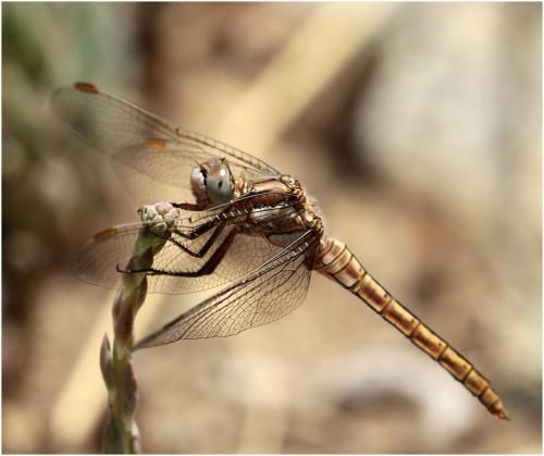 Réf. 188 834 : Orthetrum brunneum