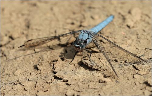 Orthetrum brunneum
