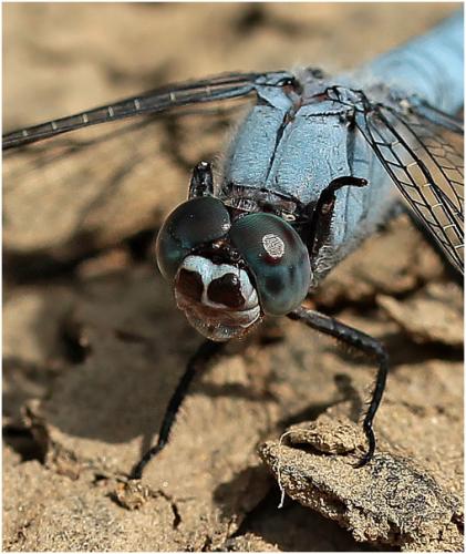 Orthetrum brunneum