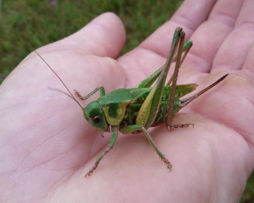 Réf. 188 832 : Decticus verrucivorus verrucivorus