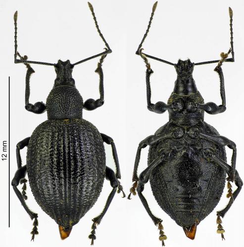 Réf. 188 555 : Otiorhynchus armadillo