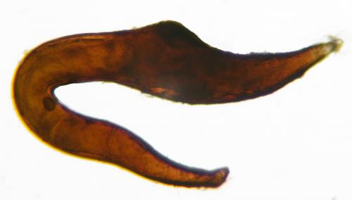 Réf. 188 559 : Otiorhynchus armadillo