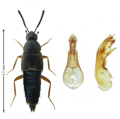 Oxypoda vittata