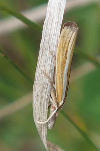 Réf. 188 897 : Agriphila tristella