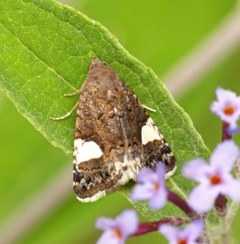 Réf. 188 340 : Tyta luctuosa