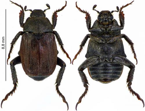 Hoplia philanthus