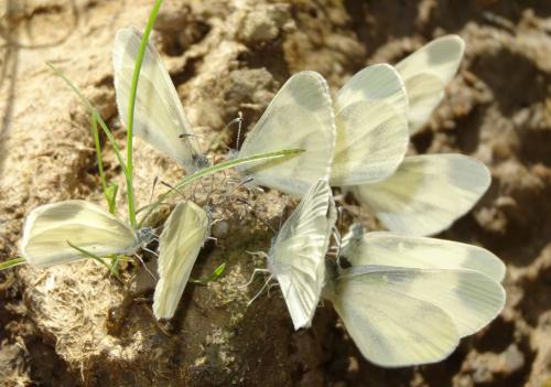 Leptidea sp.