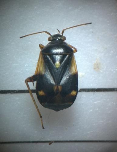 Réf. 188 478 : Polymerus sp.