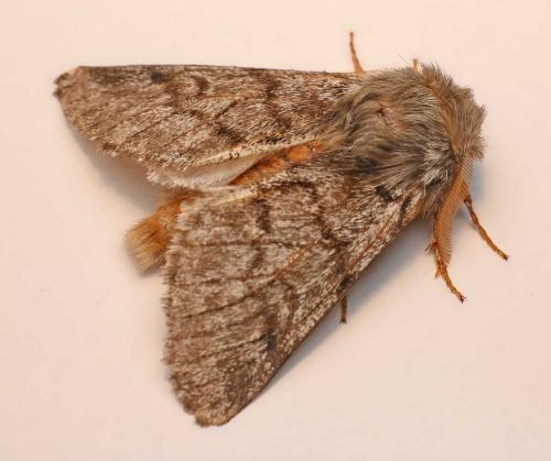 Thaumetopoea pityocampa