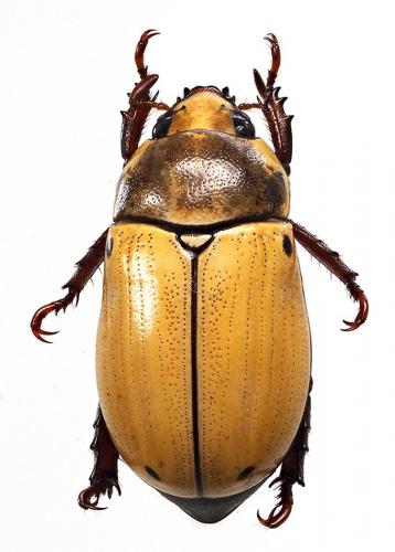 Pelidnota quadripunctata