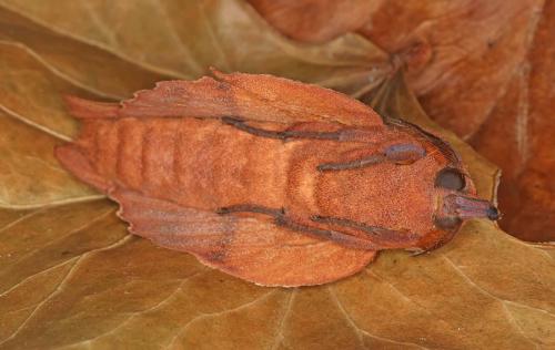 Réf. 188 262 : Gastropacha quercifolia