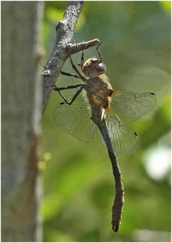 Oxygastra curtisii