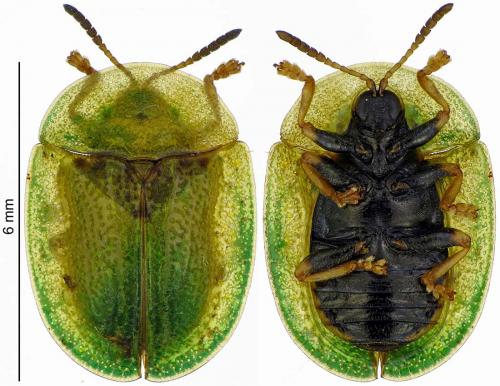 Réf. 188 190 : Cassida rubiginosa
