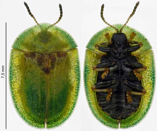 Réf. 188 192 : Cassida rubiginosa