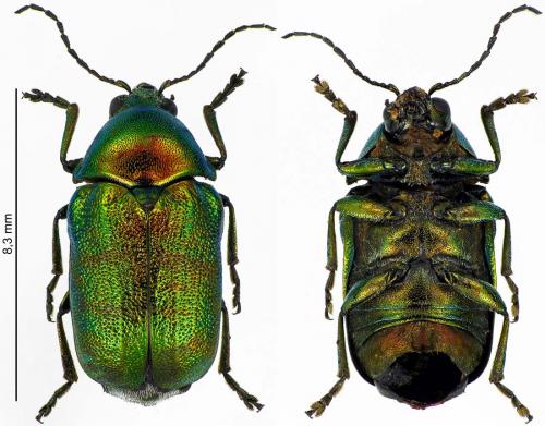 Réf. 188 530 : Cryptocephalus aureolus