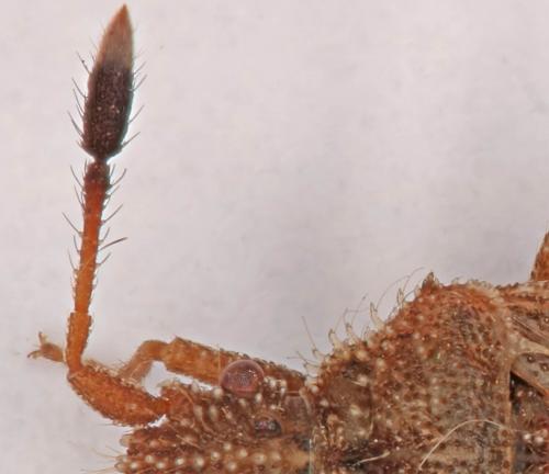 Réf. 188 318 : Strobilotoma typhaecornis