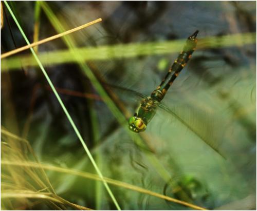 Somatochlora flavomaculata