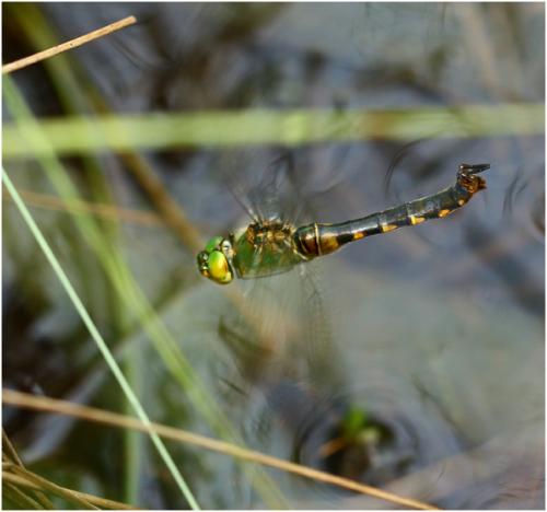 Somatochlora flavomaculata