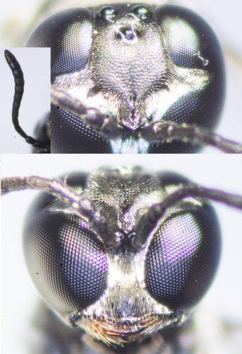 Trypoxylon clavicerum