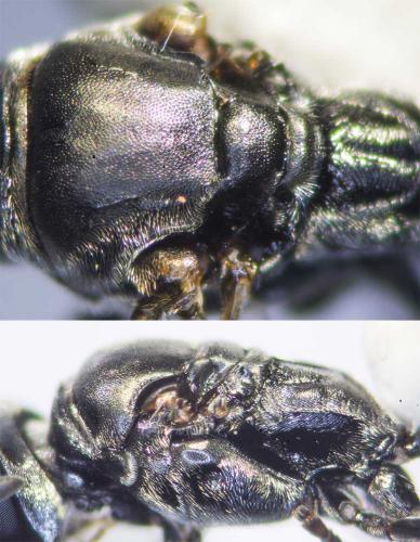 Réf. 188 237 : Trypoxylon clavicerum