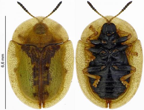 Réf. 188 189 : Cassida vibex