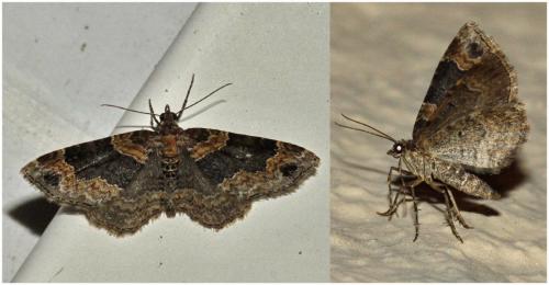 Réf. 188 842 : Xanthorhoe ferrugata