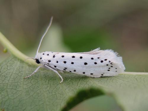 Yponomeuta sp.