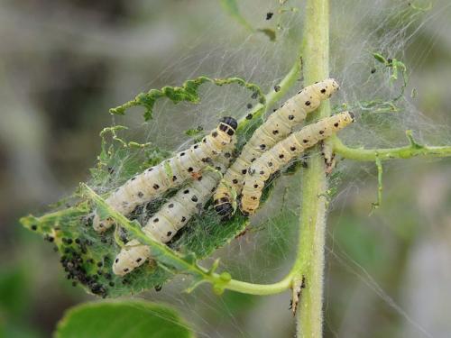 Yponomeuta sp.
