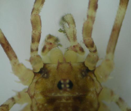 Réf. 188 709 : Lophopilio palpinalis