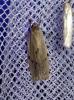 188992 – Photo : Moth-er – France (69)