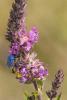 188266 – Photo : Cochet Alain – France (40)