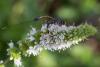 188358 – Photo : Miranda Adramin – France (38)