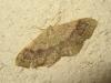 188256 – Photo : The Ghost Nightjar – France (56)