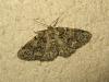 188522 – Photo : The Ghost Nightjar – France (56)