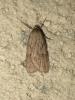 188968 – Photo : The Ghost Nightjar – France (56)