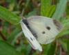 Pieris rapae