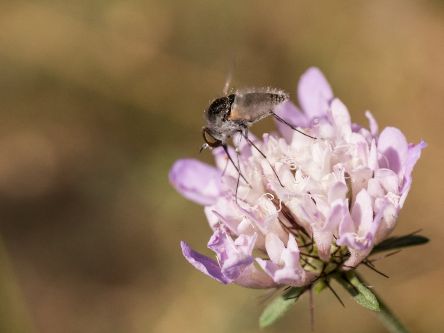 BourrinOman - Geron sp. - réf. 188815 (1500 x 1125 pixels, 160 ko)