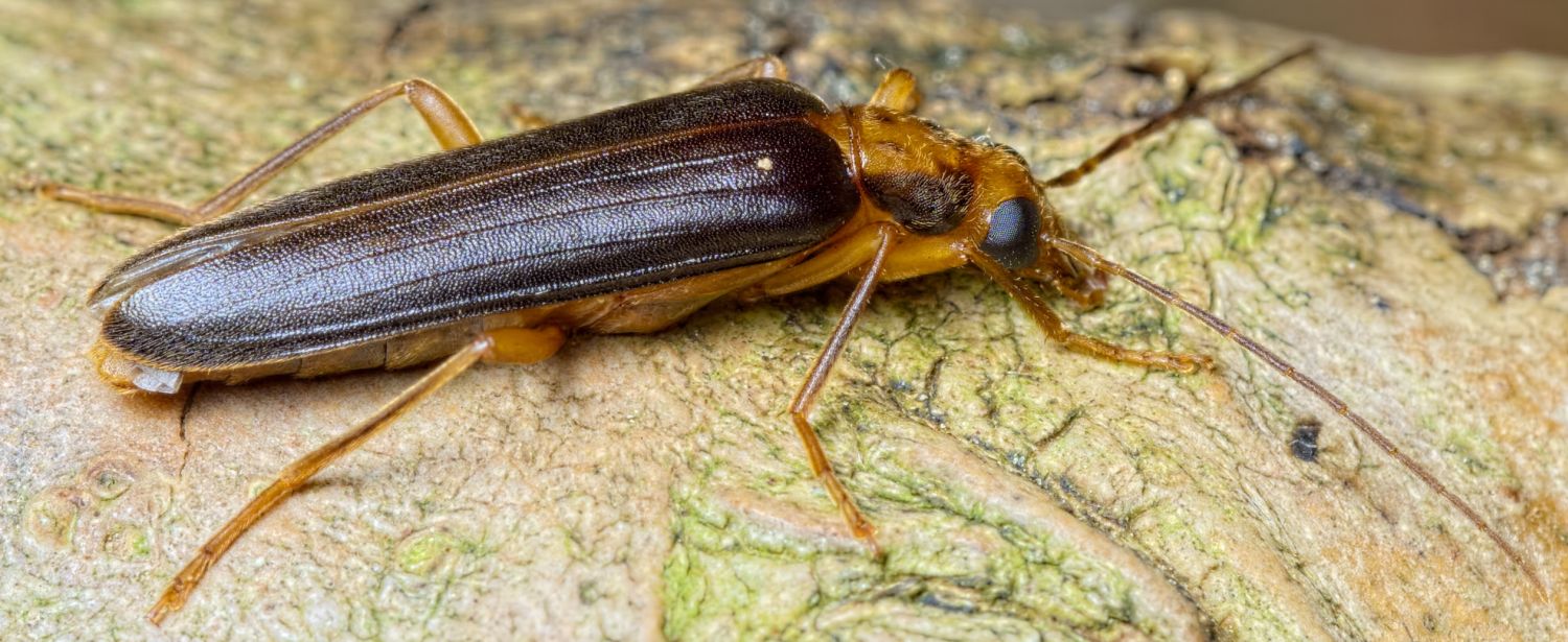 Pierre Bornand - Nacerdes (Xanthochroa) carniolica - réf. 188089 (1500 x 615 pixels, 197 ko)