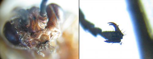 Euura longiserra