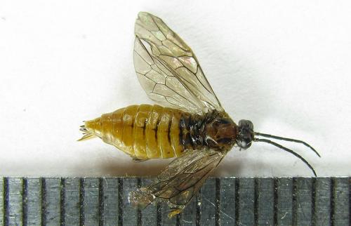Euura longiserra