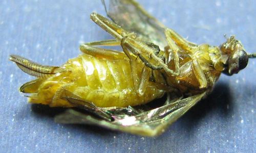 Euura longiserra