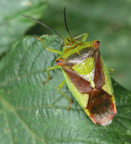 Réf. 189 159 : Acanthosoma haemorrhoidale