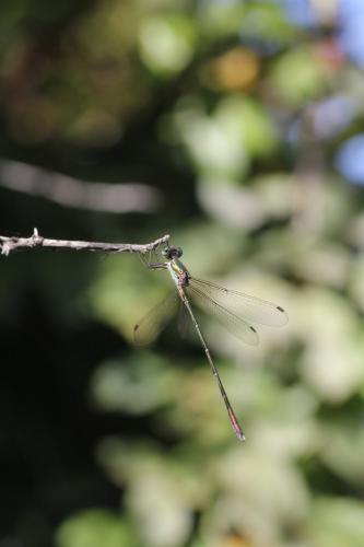 Lestes parvidens