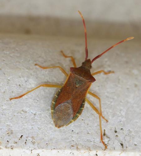 Gonocerus acuteangulatus