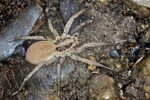 Hogna radiata