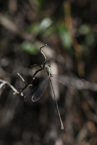 Lestes parvidens